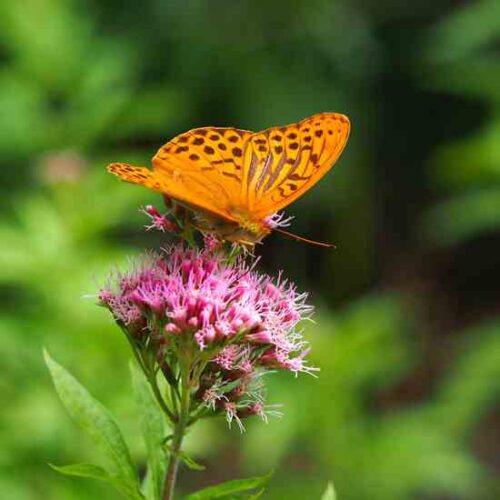 Transform Your Garden into a Butterfly Sanctuary